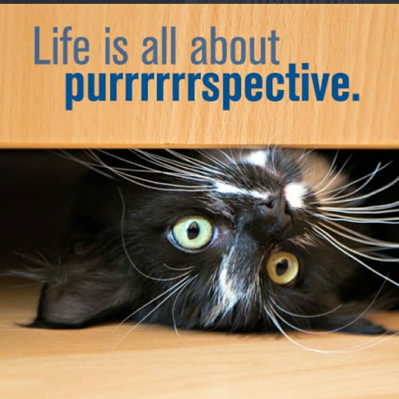 Meet your Posher, Janis - Picture 5 of 7